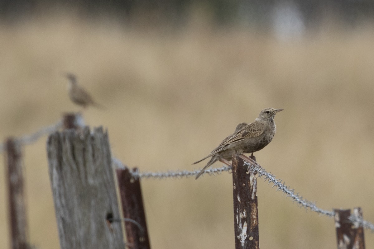 Brown Songlark - ML188831461