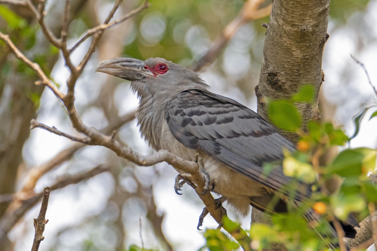 Channel-billed Cuckoo - ML188833151