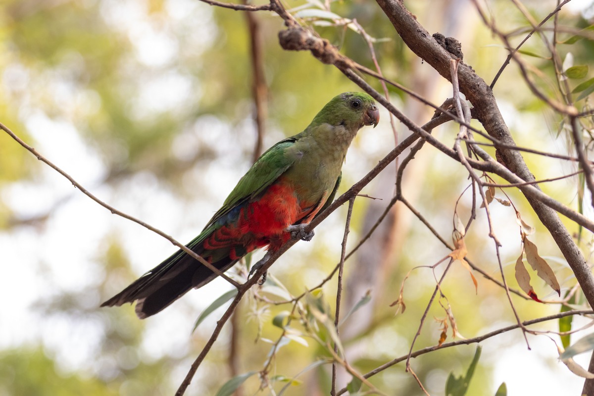 Australian King-Parrot - ML188833311