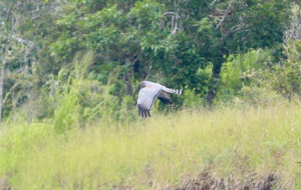 Spotted Harrier - ML188833321