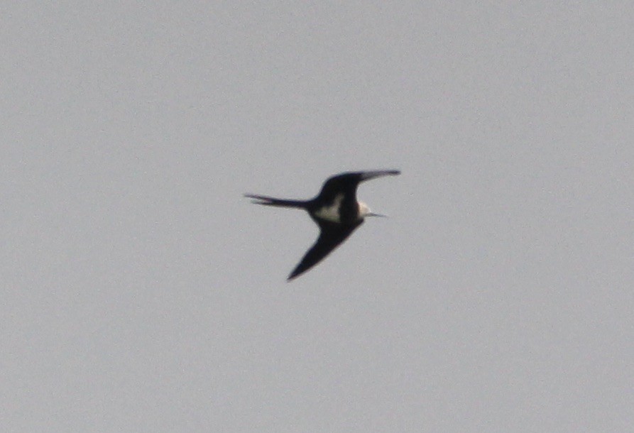 Lesser Frigatebird - ML188833341