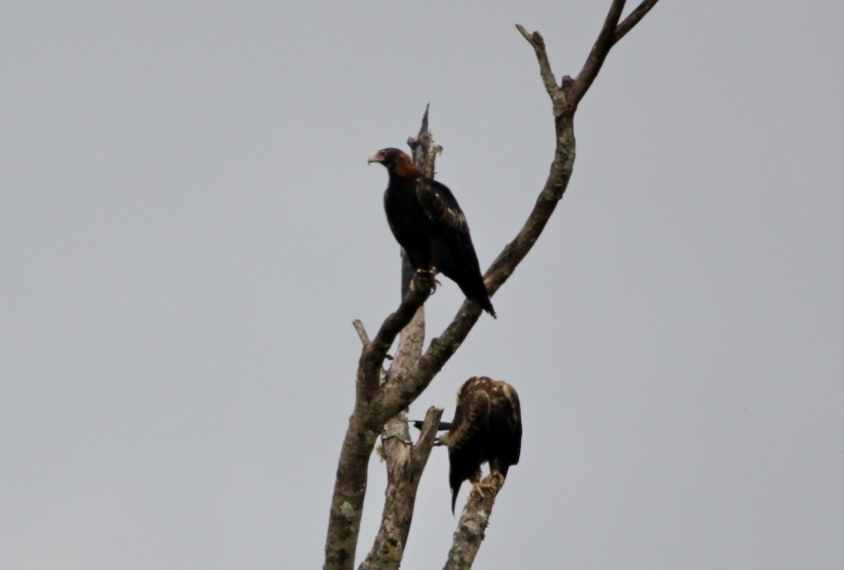 Wedge-tailed Eagle - ML188833351