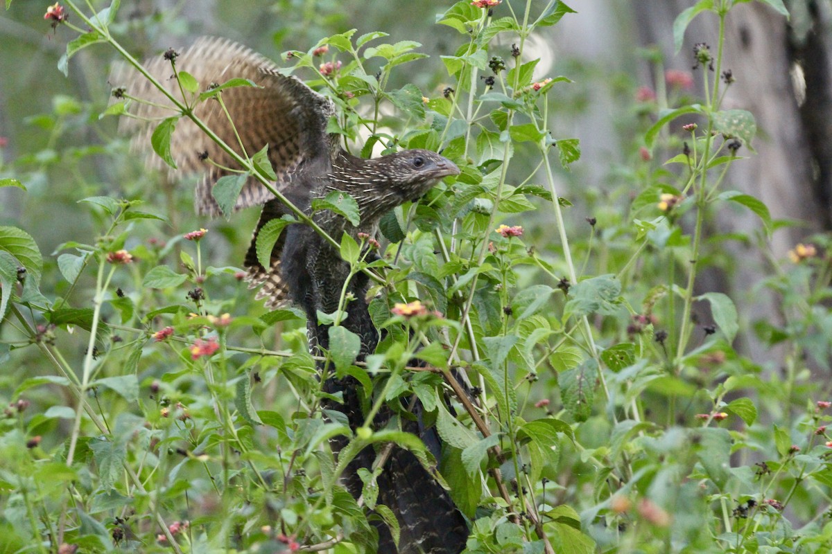 Pheasant Coucal - ML188833361