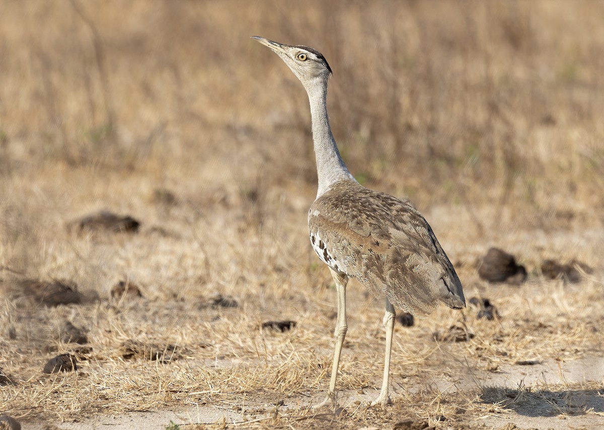 Australian Bustard - ML188835231