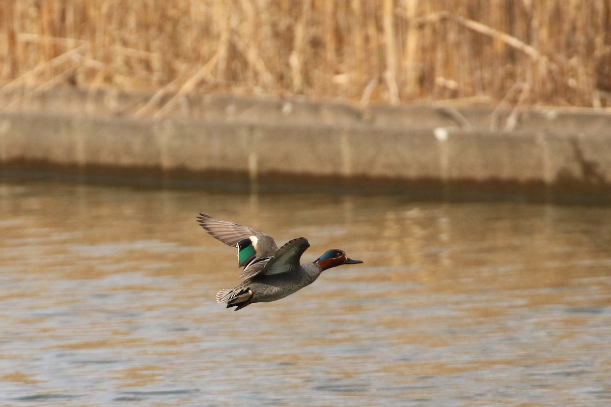 Green-winged Teal - ML188837091