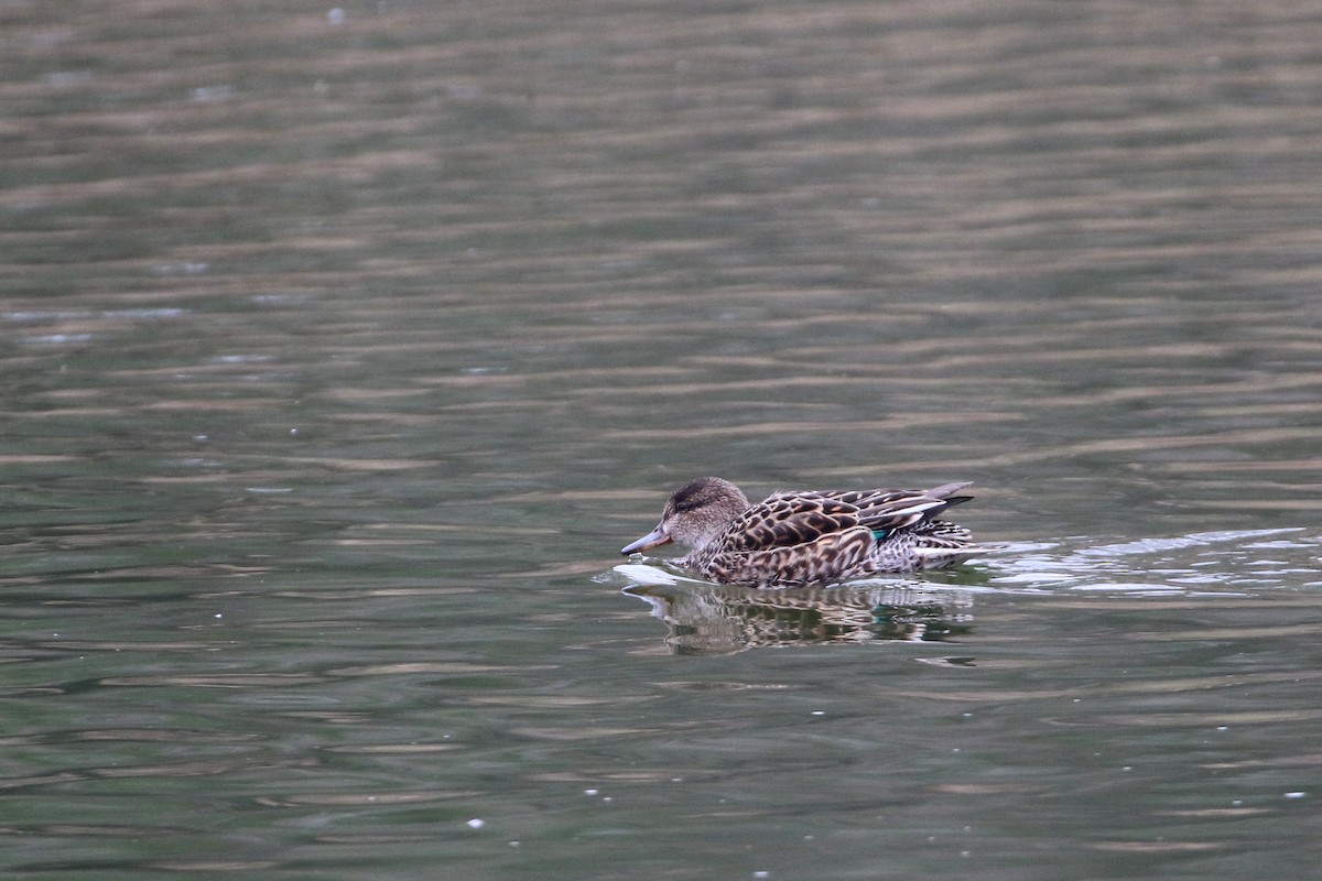 Green-winged Teal - ML188837101