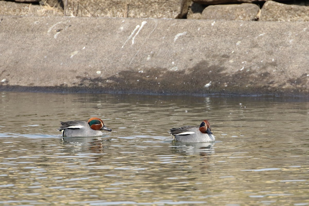 Green-winged Teal - ML188837111