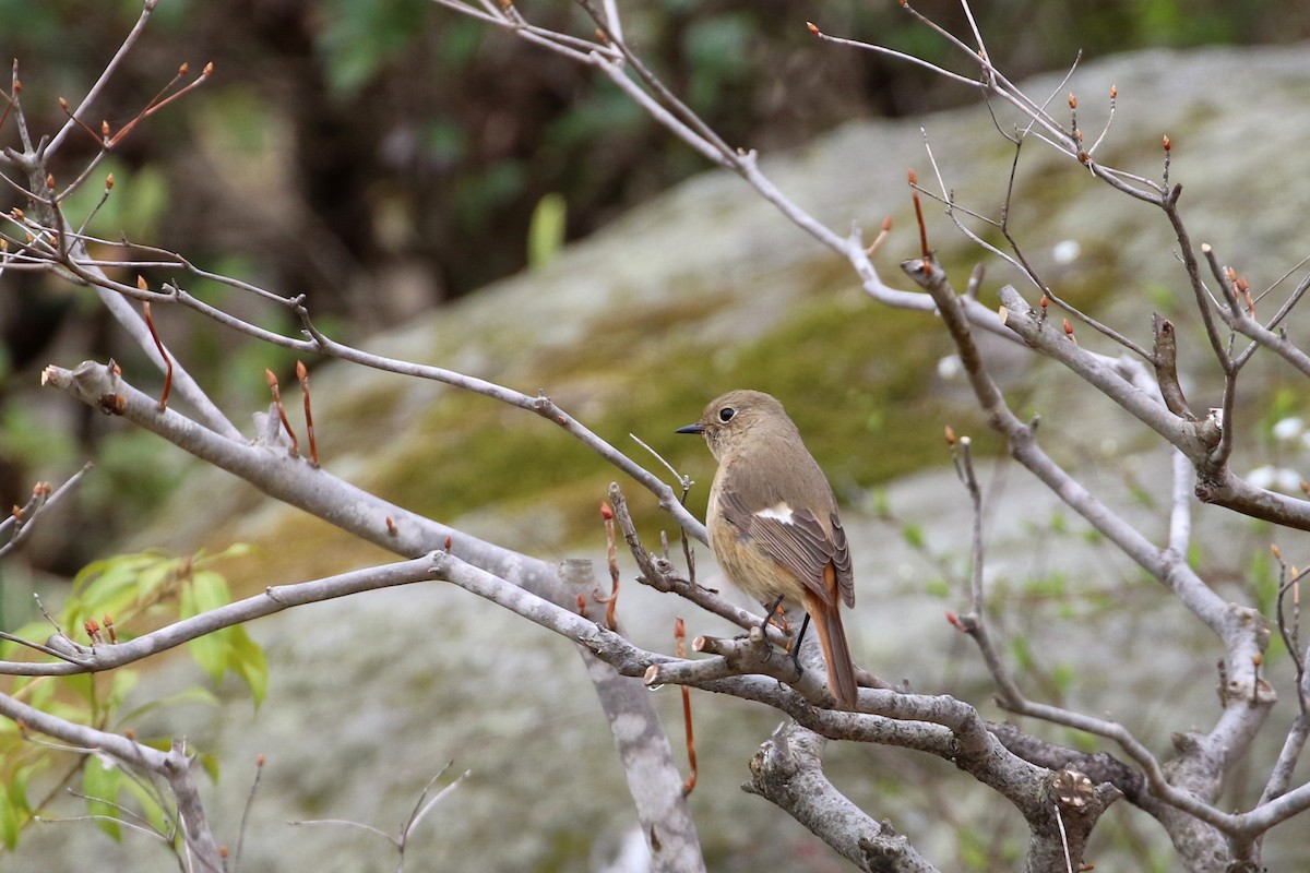 Daurian Redstart - Atsushi Shimazaki