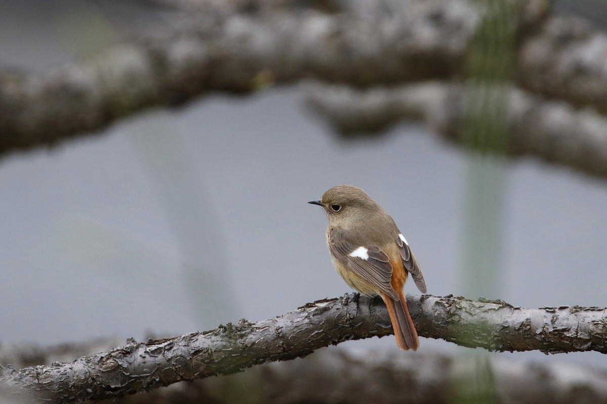 Daurian Redstart - Atsushi Shimazaki