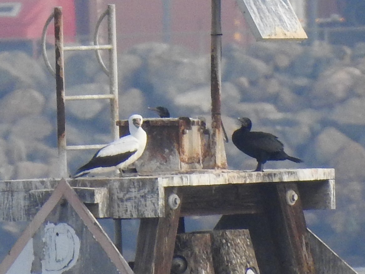 Nazca Booby - ML188837931