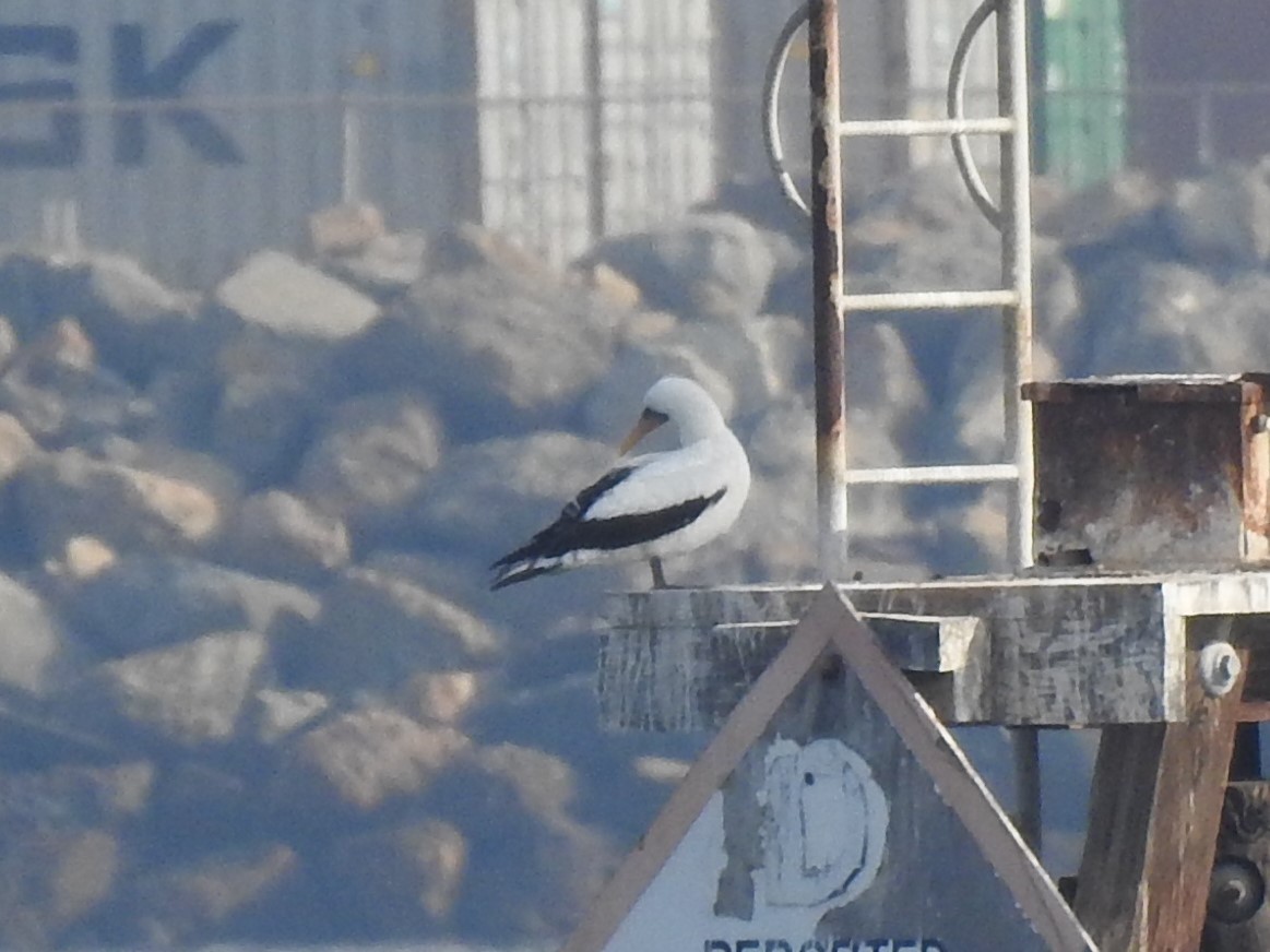 Nazca Booby - ML188838041