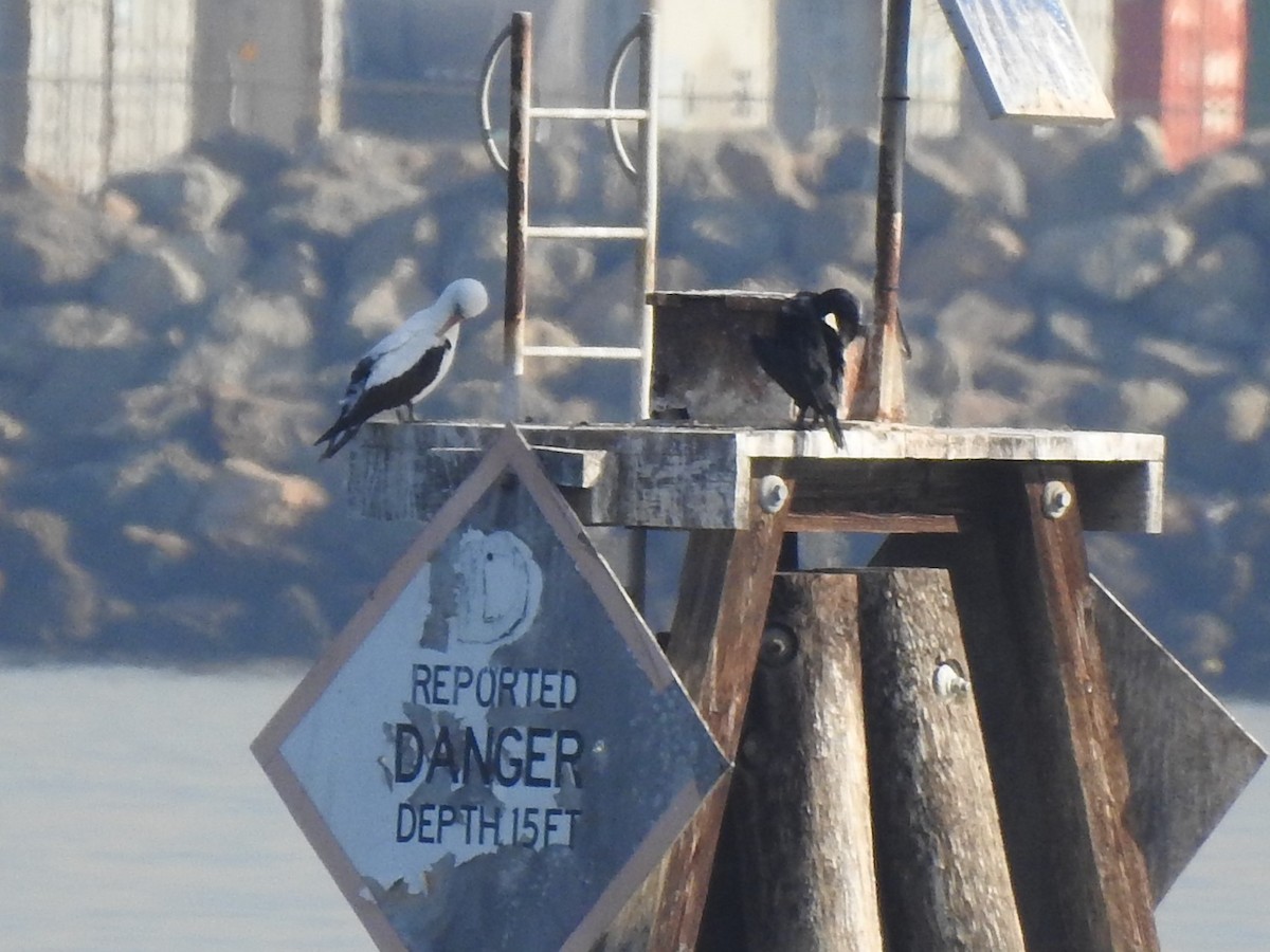 Nazca Booby - ML188838081