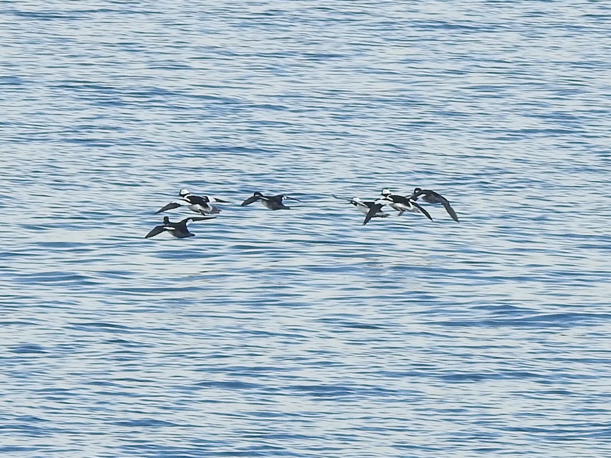 Bufflehead - ML188838151