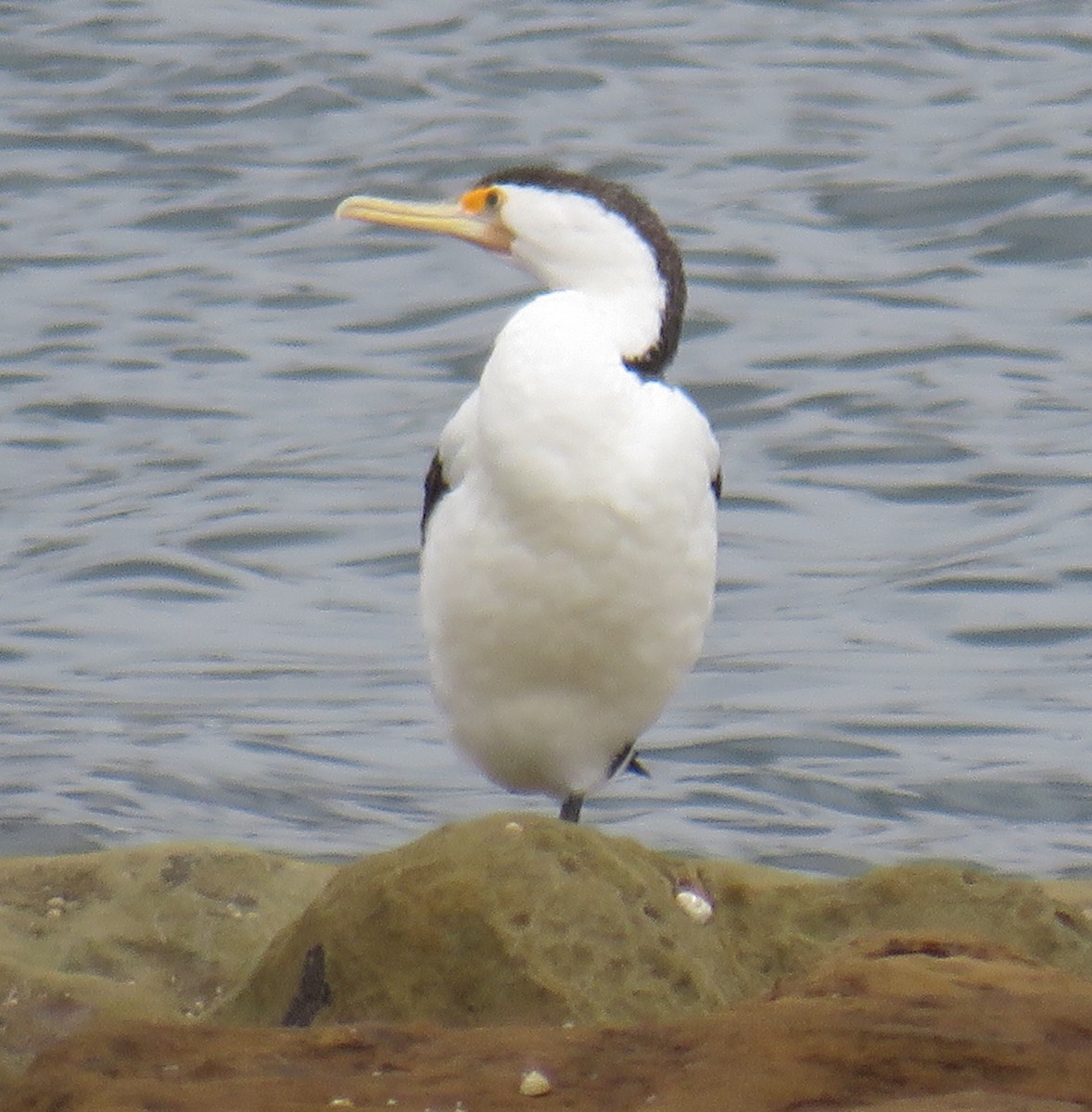 Pied Cormorant - ML188838841