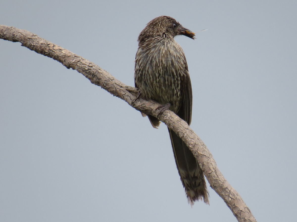 Little Wattlebird - ML188838861