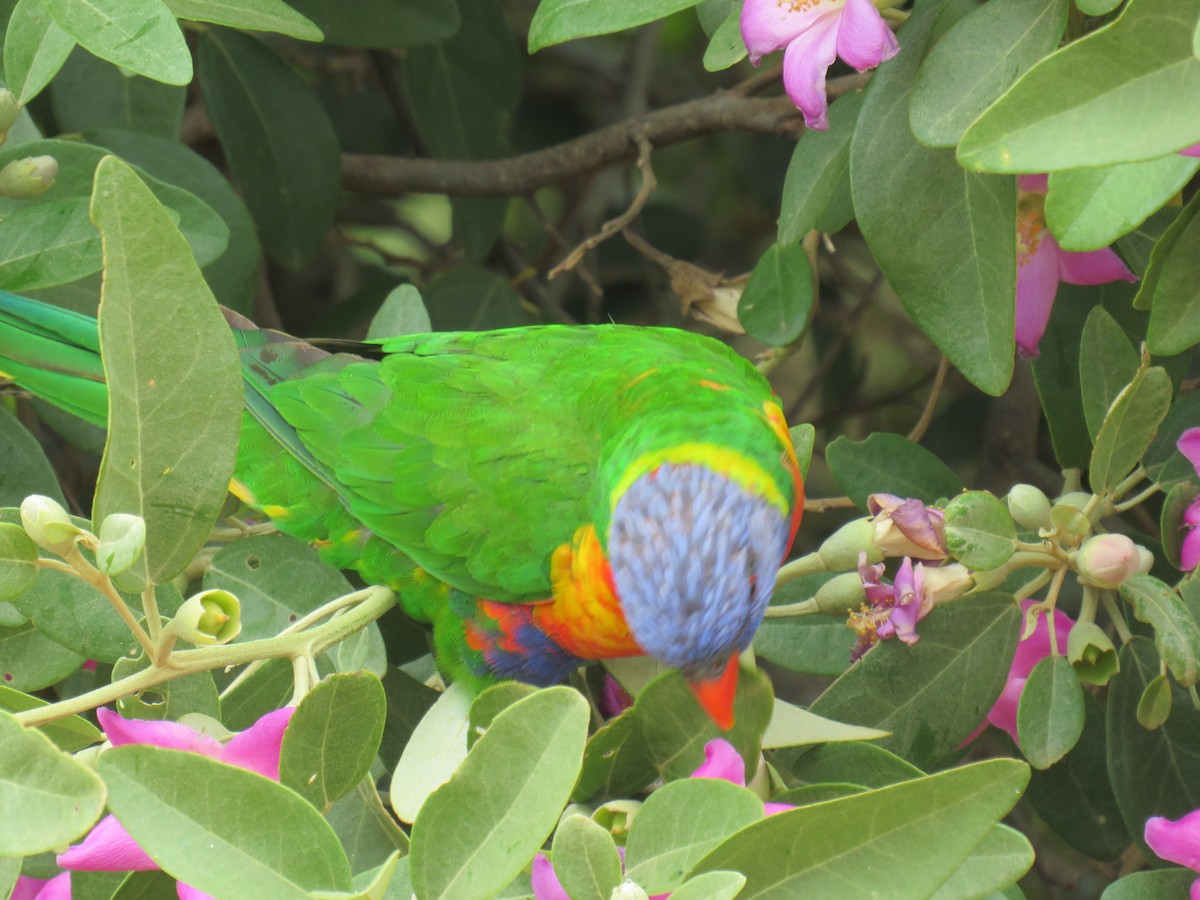 Rainbow Lorikeet - ML188838891