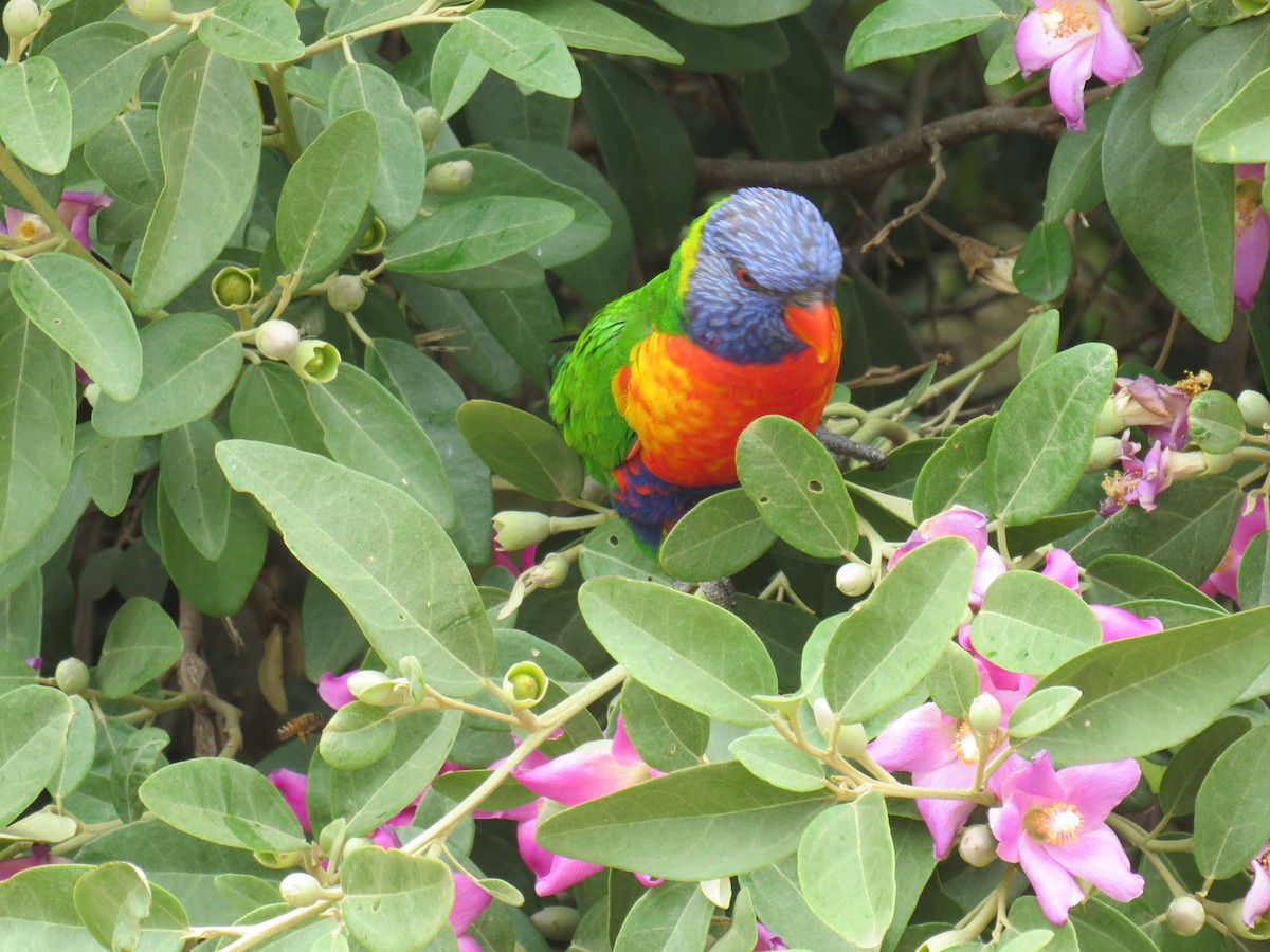 Rainbow Lorikeet - ML188838901