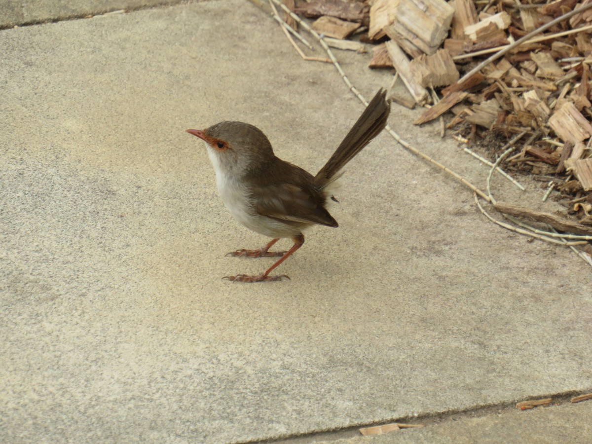 Superb Fairywren - ML188838911