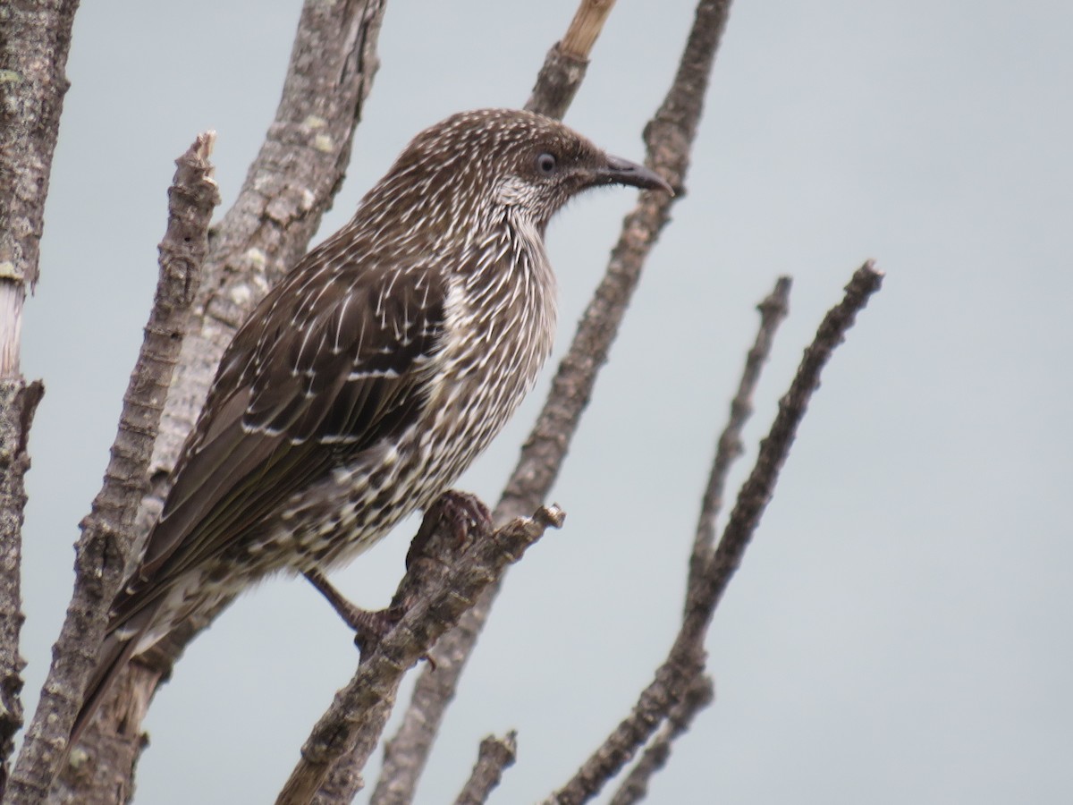 Little Wattlebird - ML188838921