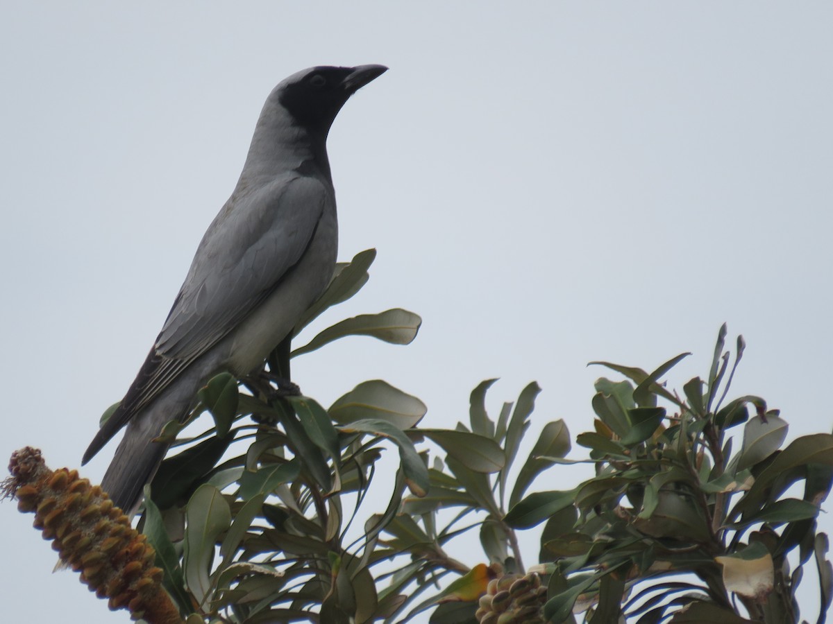 Black-faced Cuckooshrike - ML188838931