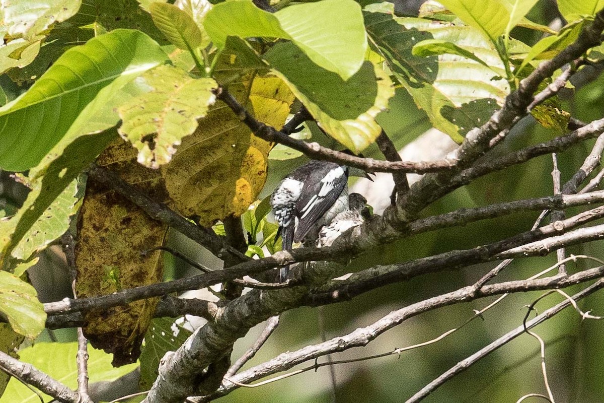 Échenilleur papou (atrovirens) - ML188839281