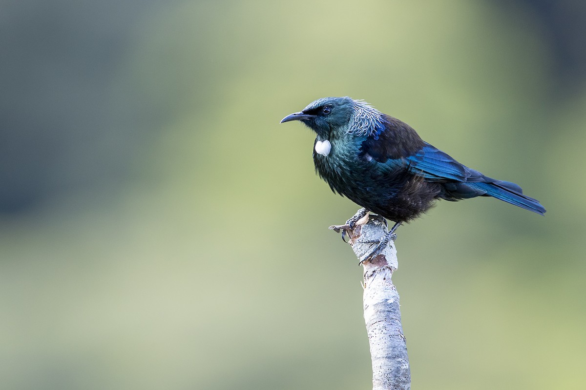 Méliphage tui - ML188841031