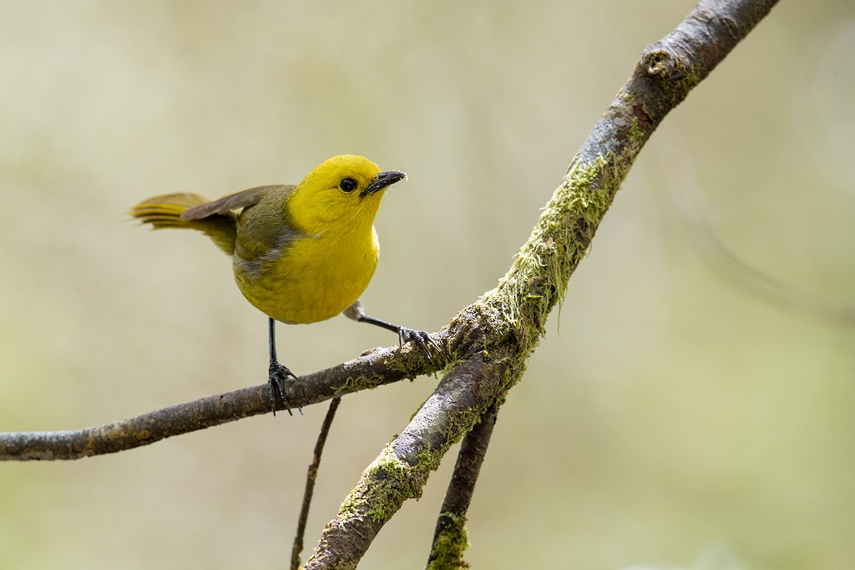 Yellowhead - Laurie Ross | Tracks Birding & Photography Tours