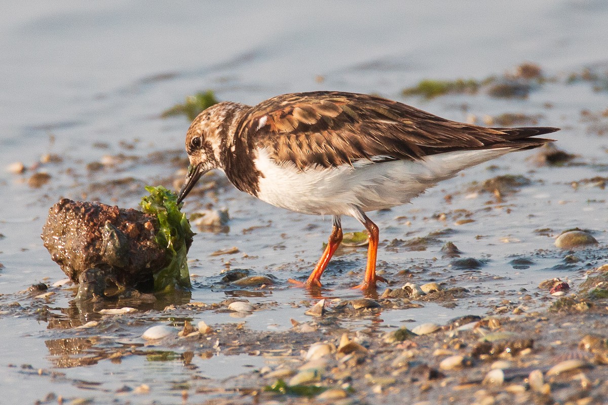 Ruddy Turnstone - ML188841881