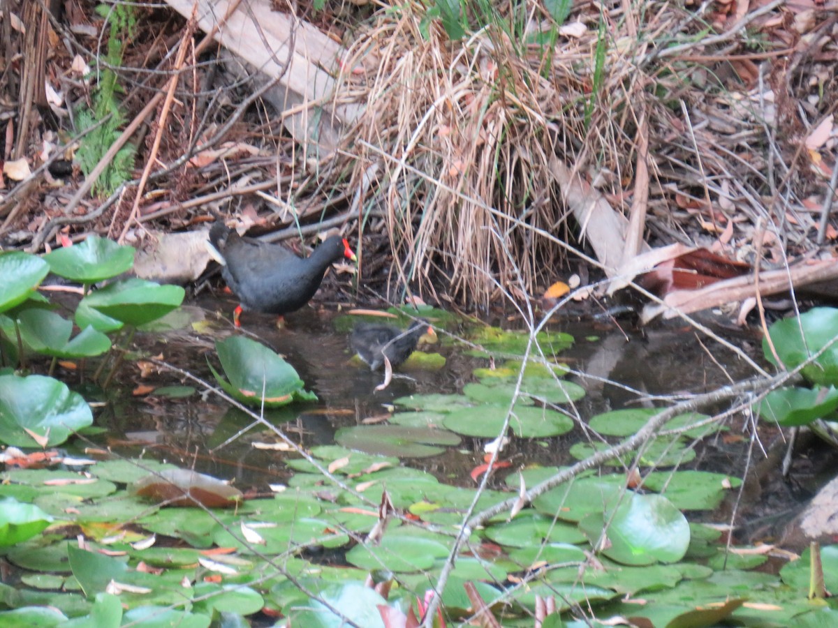 Gallinule sombre - ML188842341