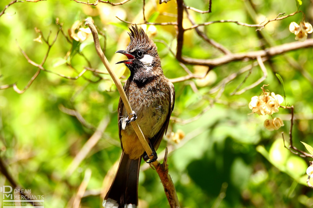 Bulbul Cariblanco - ML188842471