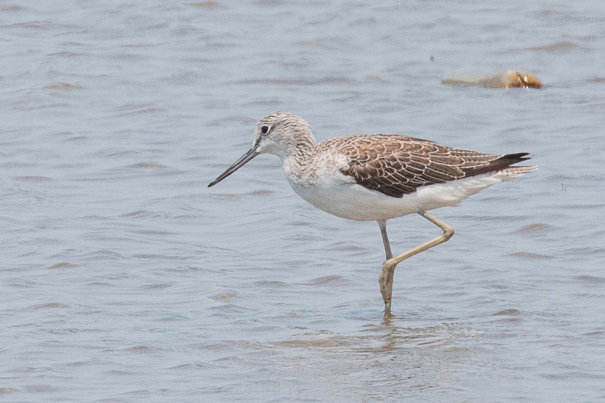 Common Greenshank - ML188842651