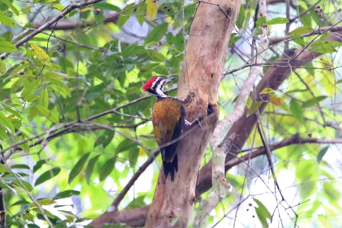 Common Flameback - Fadzrun A.