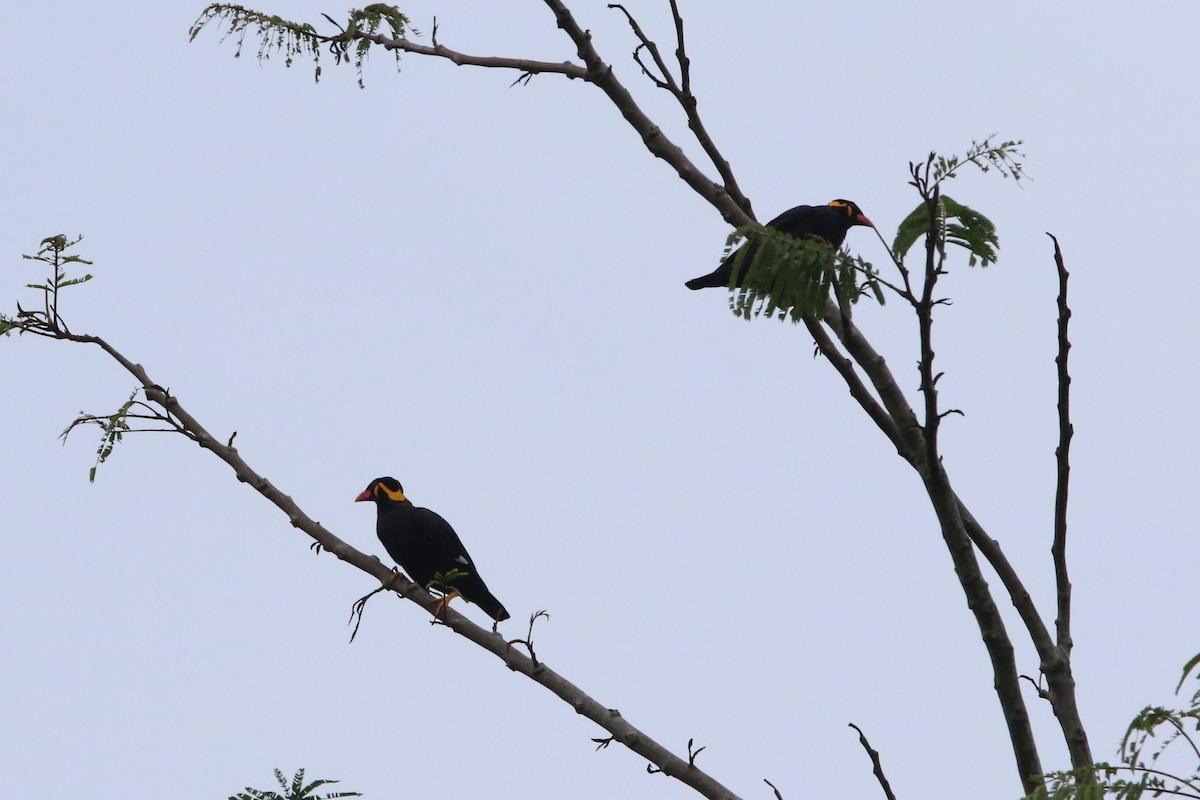 Common Hill Myna - ML188842851