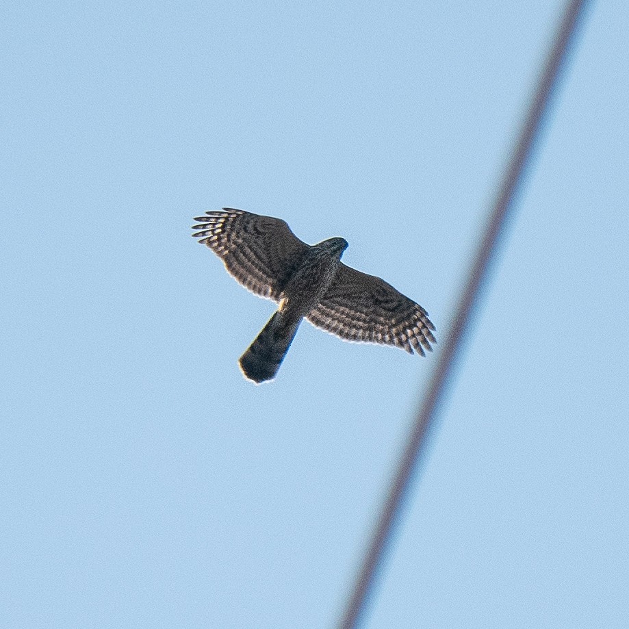 Eurasian Goshawk - ML188844121