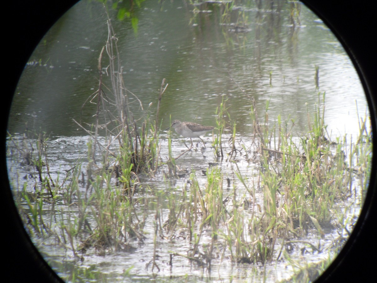 Wood Sandpiper - Peter Hines