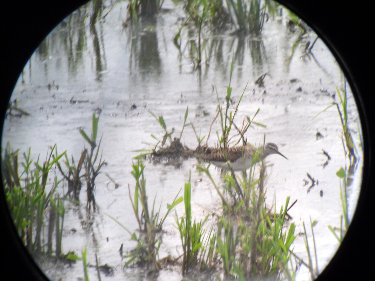 Wood Sandpiper - Peter Hines