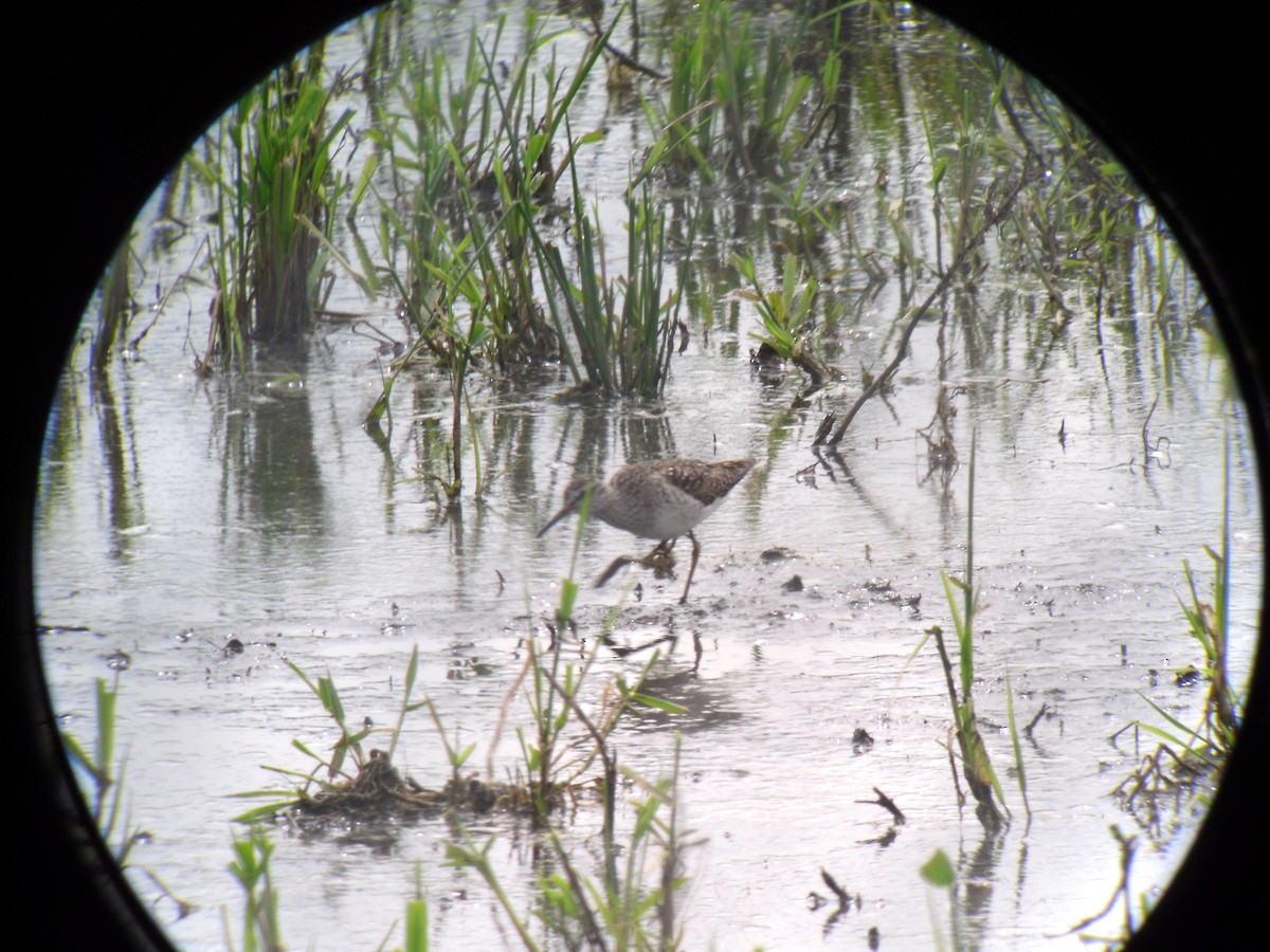 Wood Sandpiper - Peter Hines