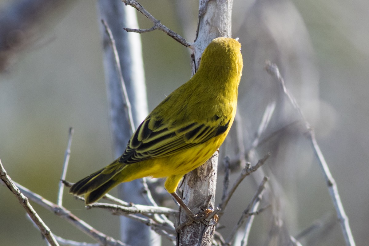 Yellow Warbler - ML188846221