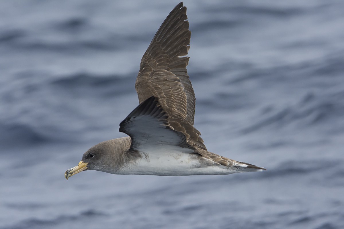 Cory's Shearwater (borealis) - Miguel Rouco