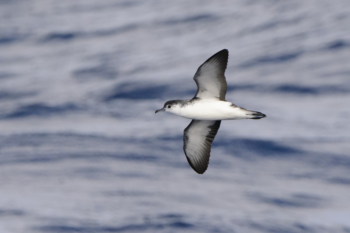 Barolo Shearwater - Miguel Rouco