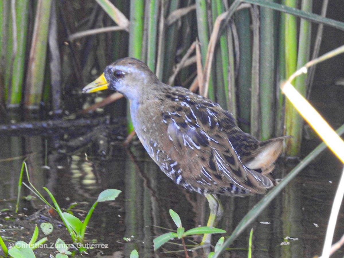 Polluela Sora - ML188846931