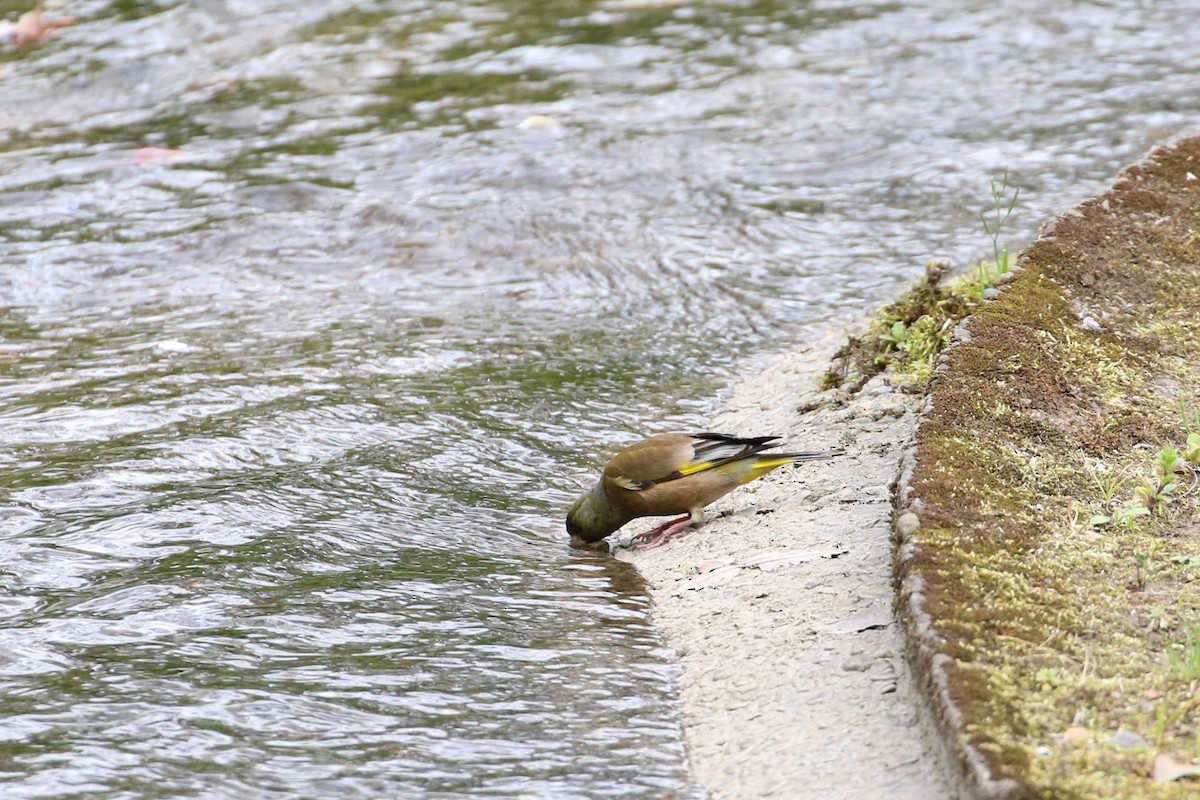 Oriental Greenfinch - ML188848781