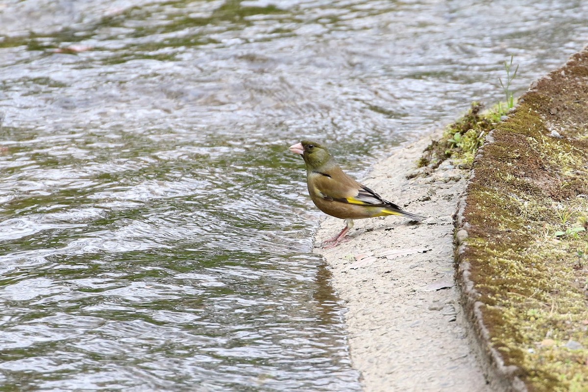 Oriental Greenfinch - ML188848791