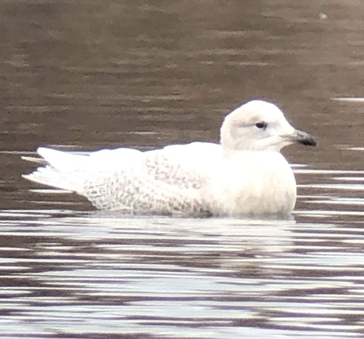 Iceland Gull - ML188850411