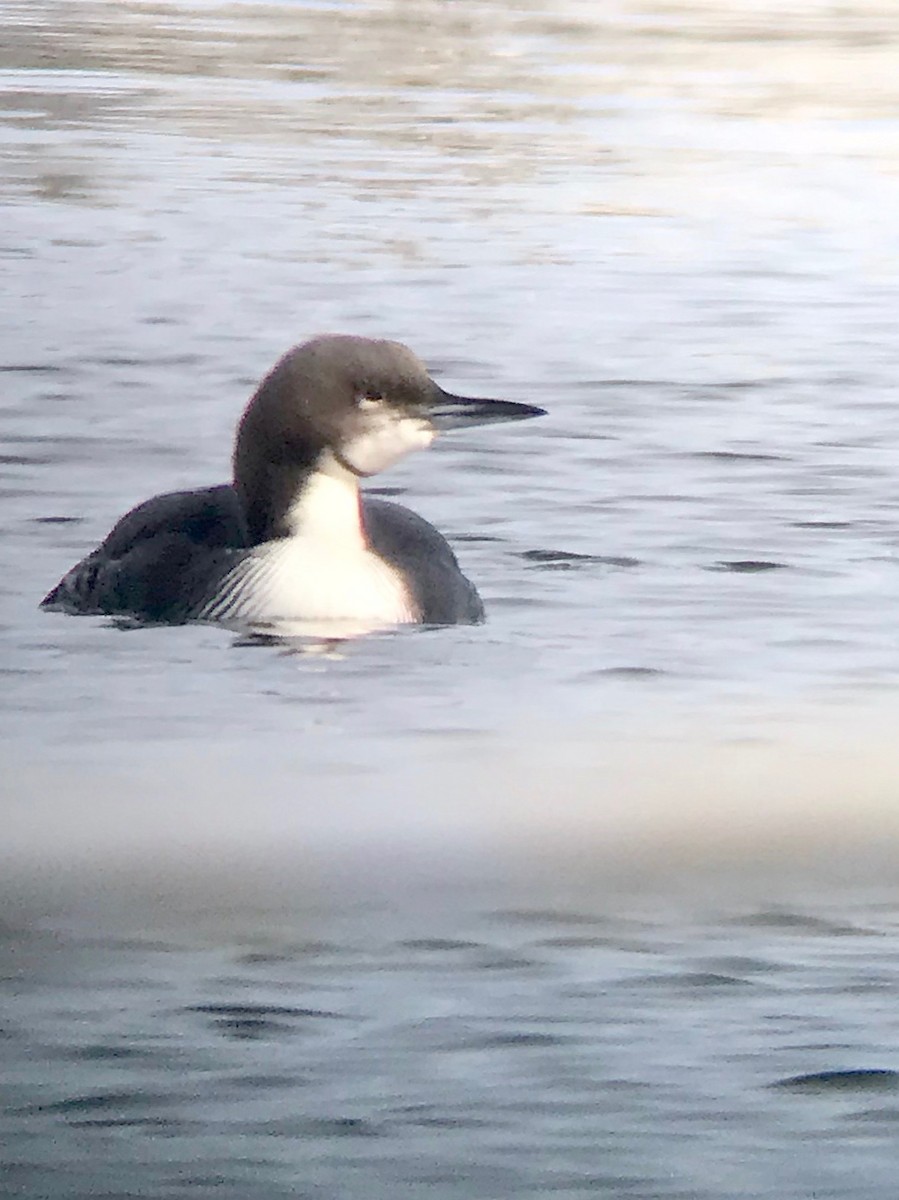 Pacific Loon - ML188851821