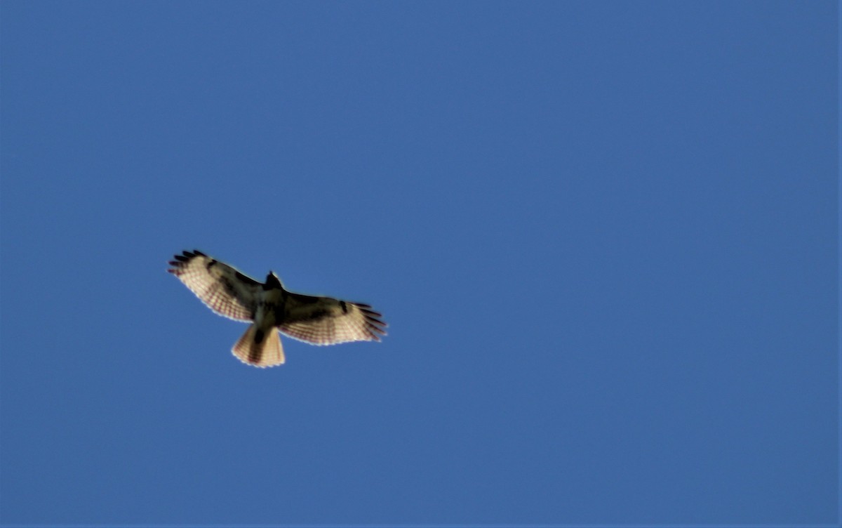 Red-tailed Hawk - ML188852381