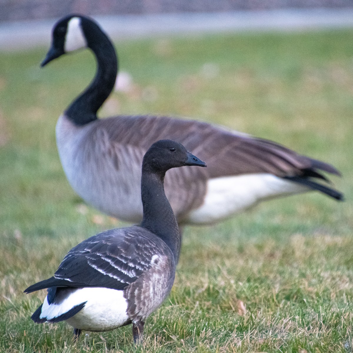 Brant - ML188853011