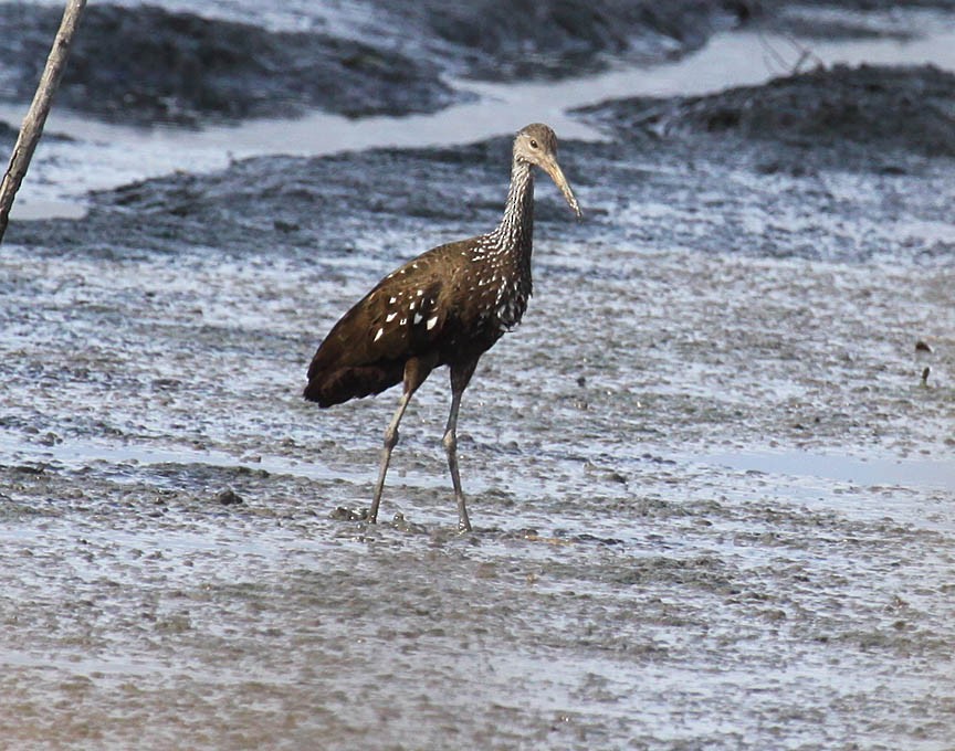 Limpkin - Mark Dennis