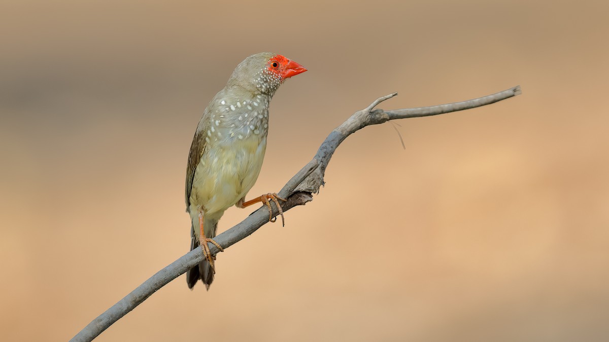 Star Finch - Chris Young