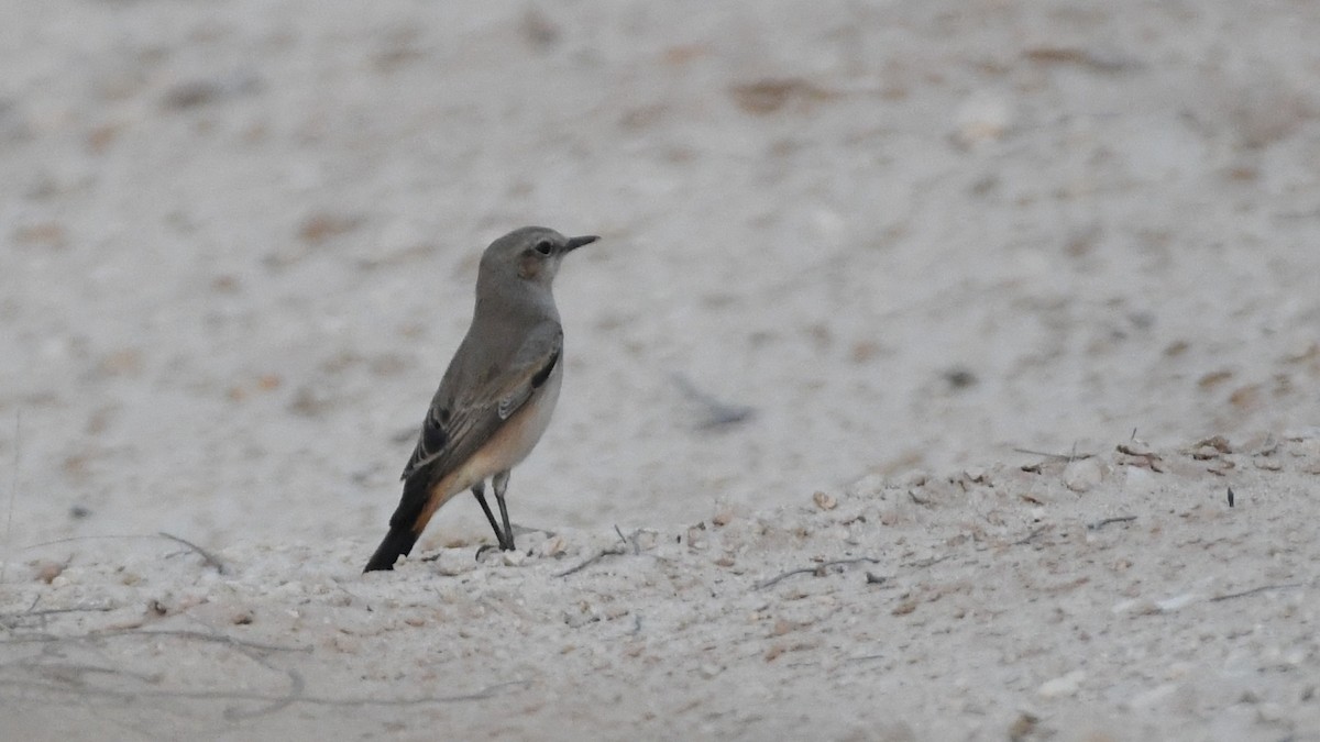 Desert Wheatear - ML188854791